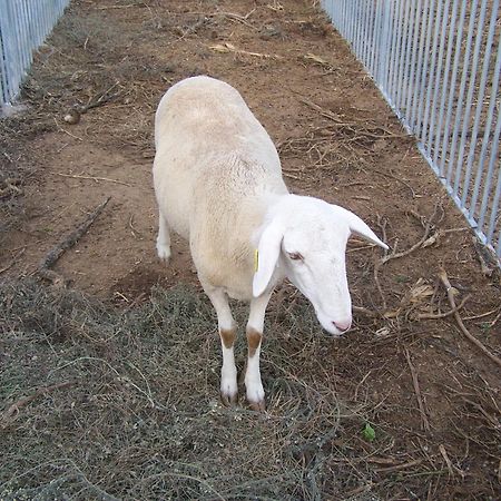 Centro De Agroecologia Y Medio Ambiente De Murcia Bullas Buitenkant foto