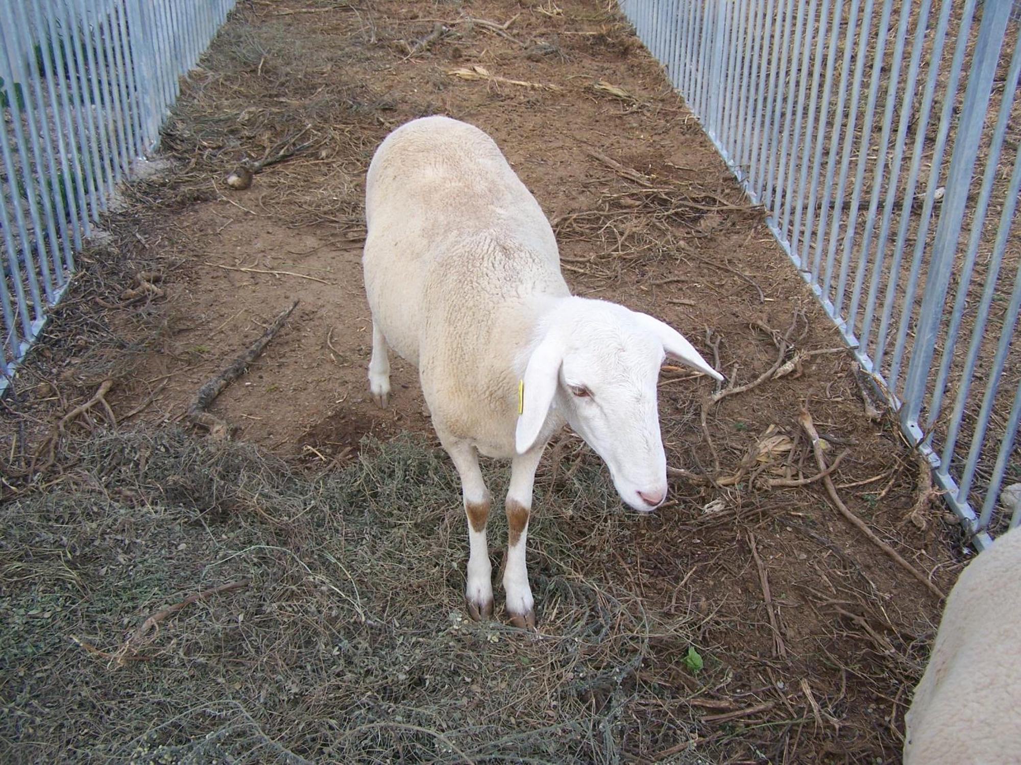 Centro De Agroecologia Y Medio Ambiente De Murcia Bullas Buitenkant foto